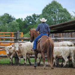 cattle - penning